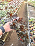 Peperomia Metallica var colombiana 2” plant **(ALL plants require you to purchase ANY 2 plants!)**