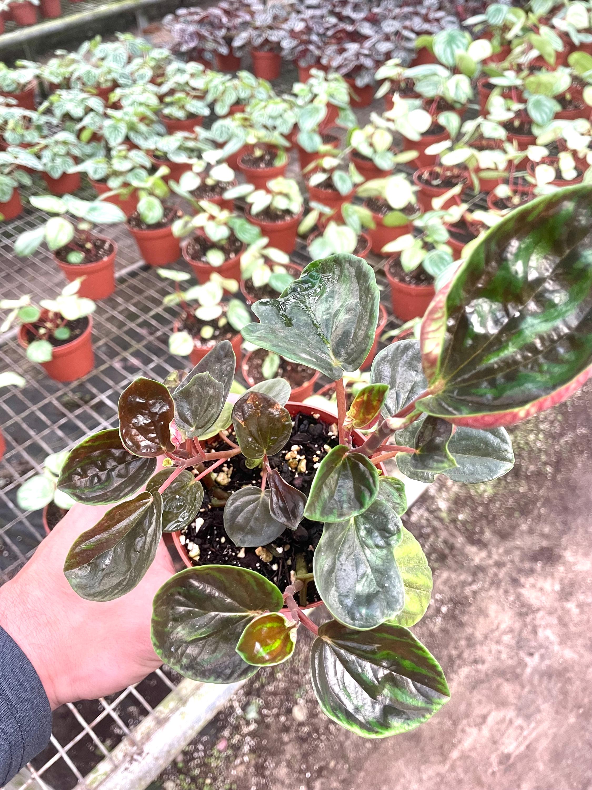 Peperomia Rugosa 4” plant **(ALL plants require you to purchase ANY 2 plants!)**