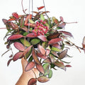Hoya Rosita (Thailand form) 2” potted rare plant **(ALL plants require you to purchase ANY 2 plants!)**