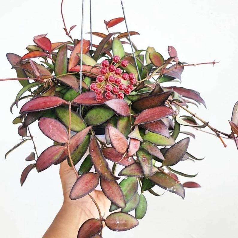 Hoya Rosita (Thailand form) 2” potted rare plant **(ALL plants require you to purchase ANY 2 plants!)**