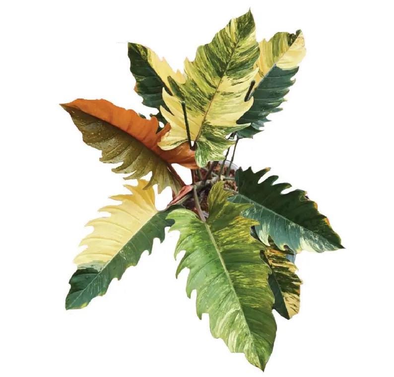 Philodendron Caramel marble pluto top variegation starter plant **(ALL plants require you to purchase ANY 2 plants!)**