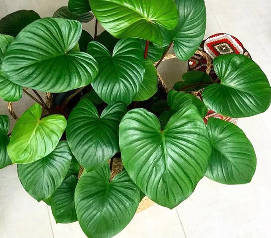 Homalamena Maggy starter plant **(ALL plants require you to purchase ANY 2 plants!)**