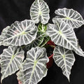 Alocasia Mandalay (white vein) starter plant **(ALL plants require you to purchase ANY 2 plants!)**