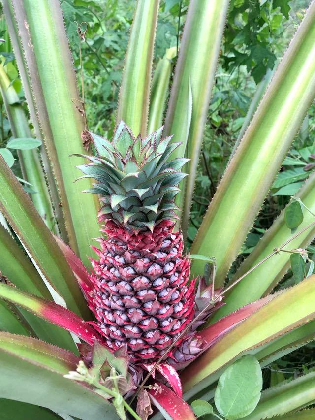 Ananas Cathy (red pineapple) 2” pot **(ALL plants require you to purchase ANY 2 plants!)**