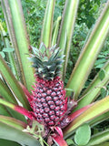 Ananas Cathy starter plant **(ALL plants require you to purchase ANY 2 plants!)**