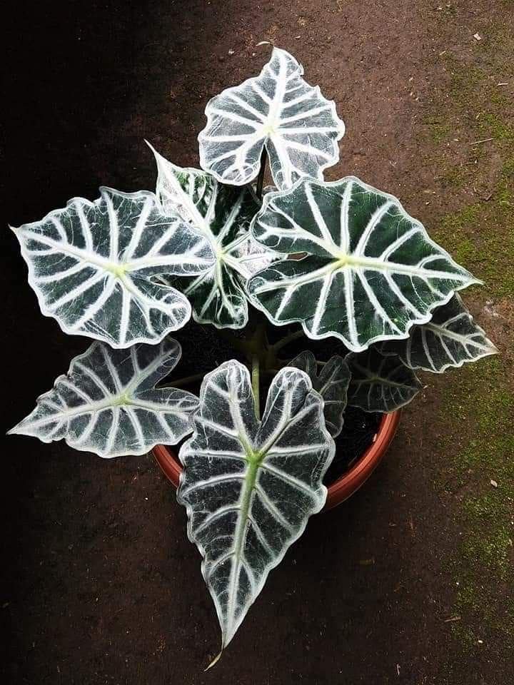 Alocasia Parasol 2” potted plant **(ALL plants require you to purchase ANY 2 plants!)**