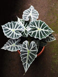 Alocasia Parasol starter plant **(ALL plants require you to purchase ANY 2 plants!)**