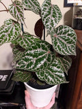 Piper crocatum 4” multistem pot **(ALL plants require you to purchase ANY 2 plants!)**