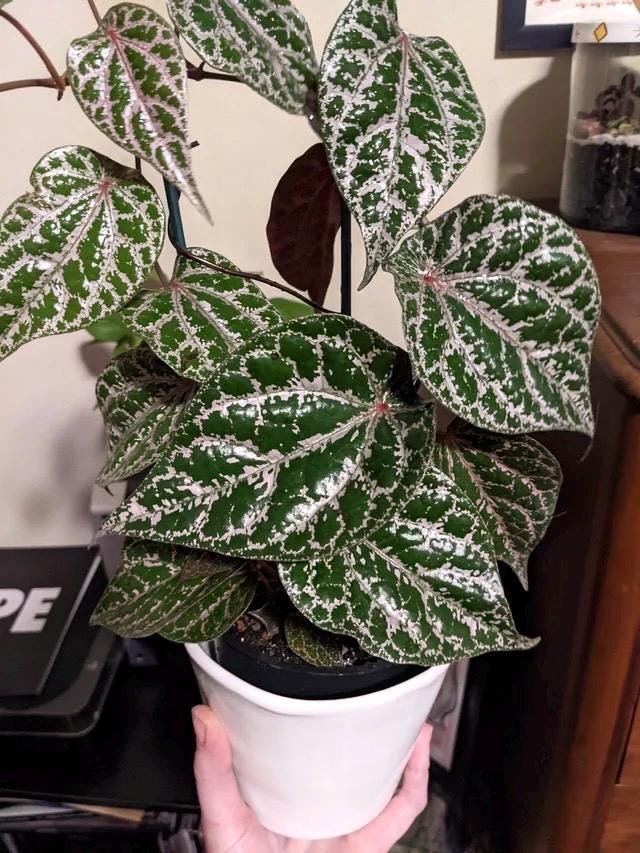 Piper crocatum 4” multistem pot **(ALL plants require you to purchase ANY 2 plants!)**