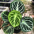 Anthurium Doroyaki silver Indonesian form starter plant **(ALL plants require you to purchase ANY 2 plants!)**