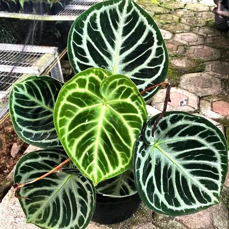 Anthurium Doroyaki silver Indonesian form starter plant **(ALL plants require you to purchase ANY 2 plants!)**