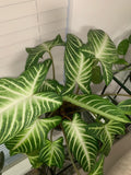 Xanthosoma Magnificum 2” pot **(ALL plants require you to purchase ANY 2 plants!)**