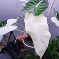 Alocasia Variegated Frydek Albo starter plant **(ALL plants require you to purchase ANY 2 plants!)**