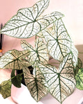 Caladium white snowdrop elephant ear 2” plant **(ALL plants require you to purchase ANY 2 plants!)*