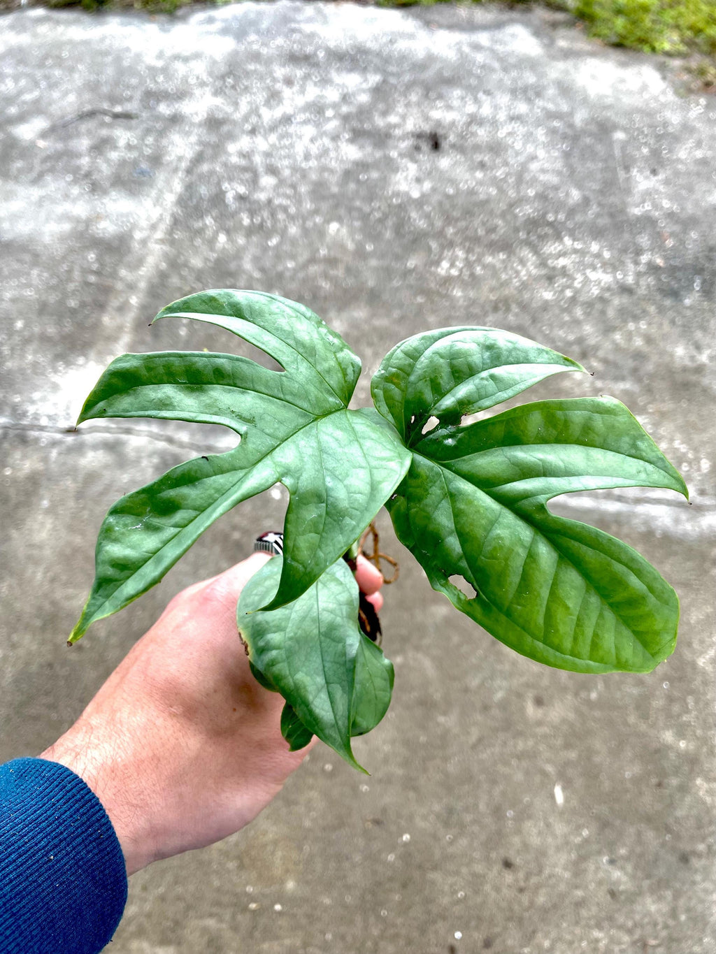 Spiderman monstera amydrium XL fenestrated starter plant **(ALL plants require you to purchase ANY 2 plants!)**