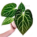 Anthurium Crystallinum Turtle starter plant **(ALL plants require you to purchase ANY 2 plants!)**