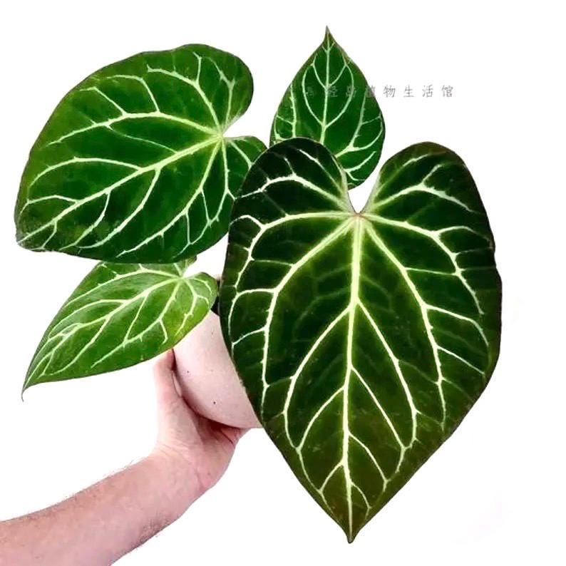 Anthurium Crystallinum Turtle 2” plant **(ALL plants require you to purchase ANY 2 plants!)**