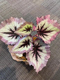 Begonia Rex Harmonys fire woman 4” plant **(ALL plants require you to purchase ANY 2 plants!)**