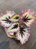 Begonia Rex Harmonys fire woman XL starter plant **(ALL plants require you to purchase ANY 2 plants!)**