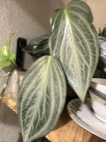 Peperomia Maculosa rare starter plant **(ALL plants require you to purchase ANY 2 plants!)**