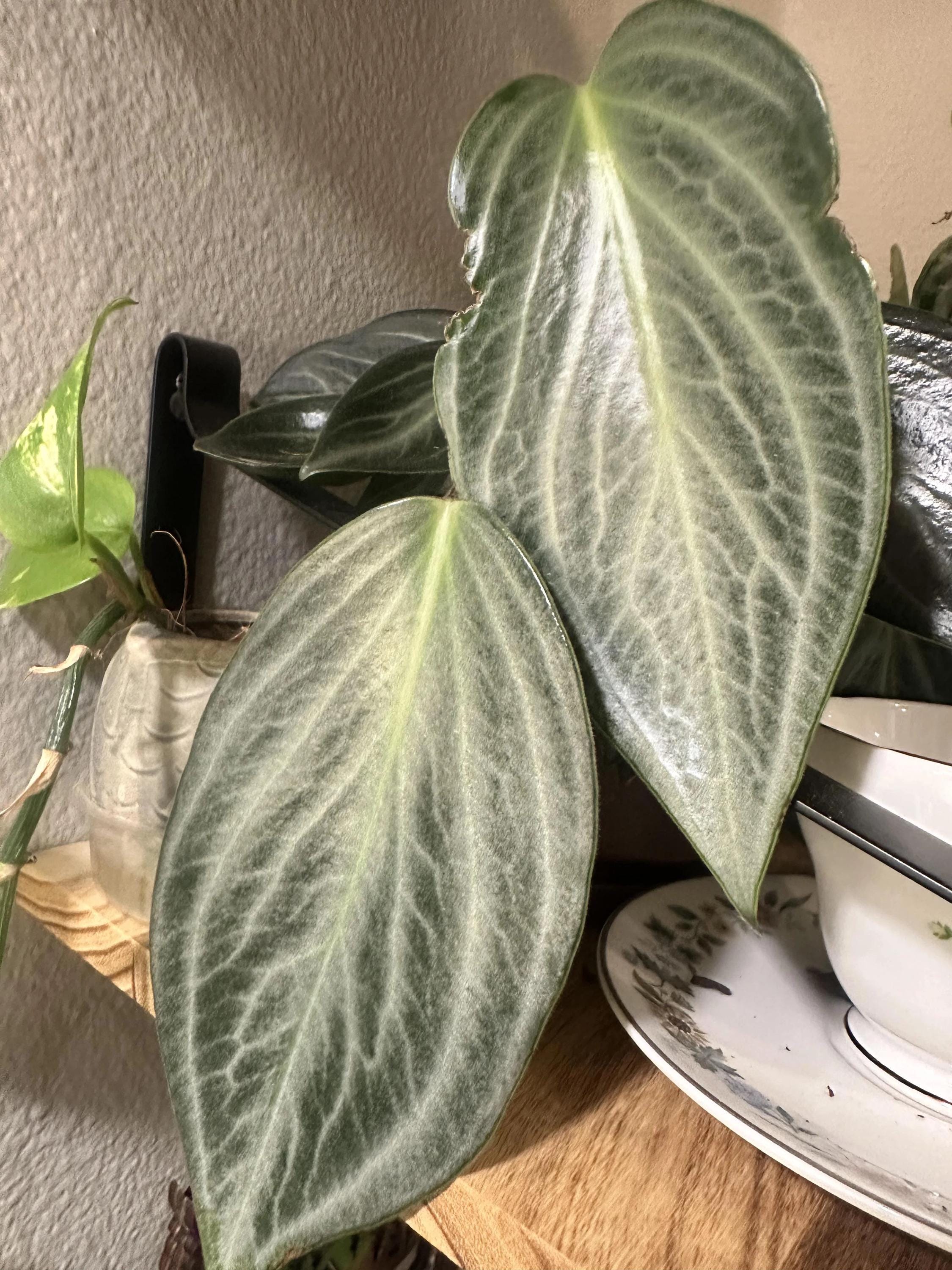 Peperomia Maculosa rare starter plant **(ALL plants require you to purchase ANY 2 plants!)**
