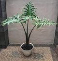 Alocasia Portei Megaladon rare 2” plant **(ALL plants require you to purchase ANY 2 plants!)**