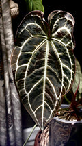 Anthurium Crystallinum Black form 2” plant **(ALL plants require you to purchase ANY 2 plants!)**
