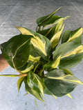 Philodendron Rio vining 4” plant **(ALL plants require you to purchase ANY 2 plants!)**
