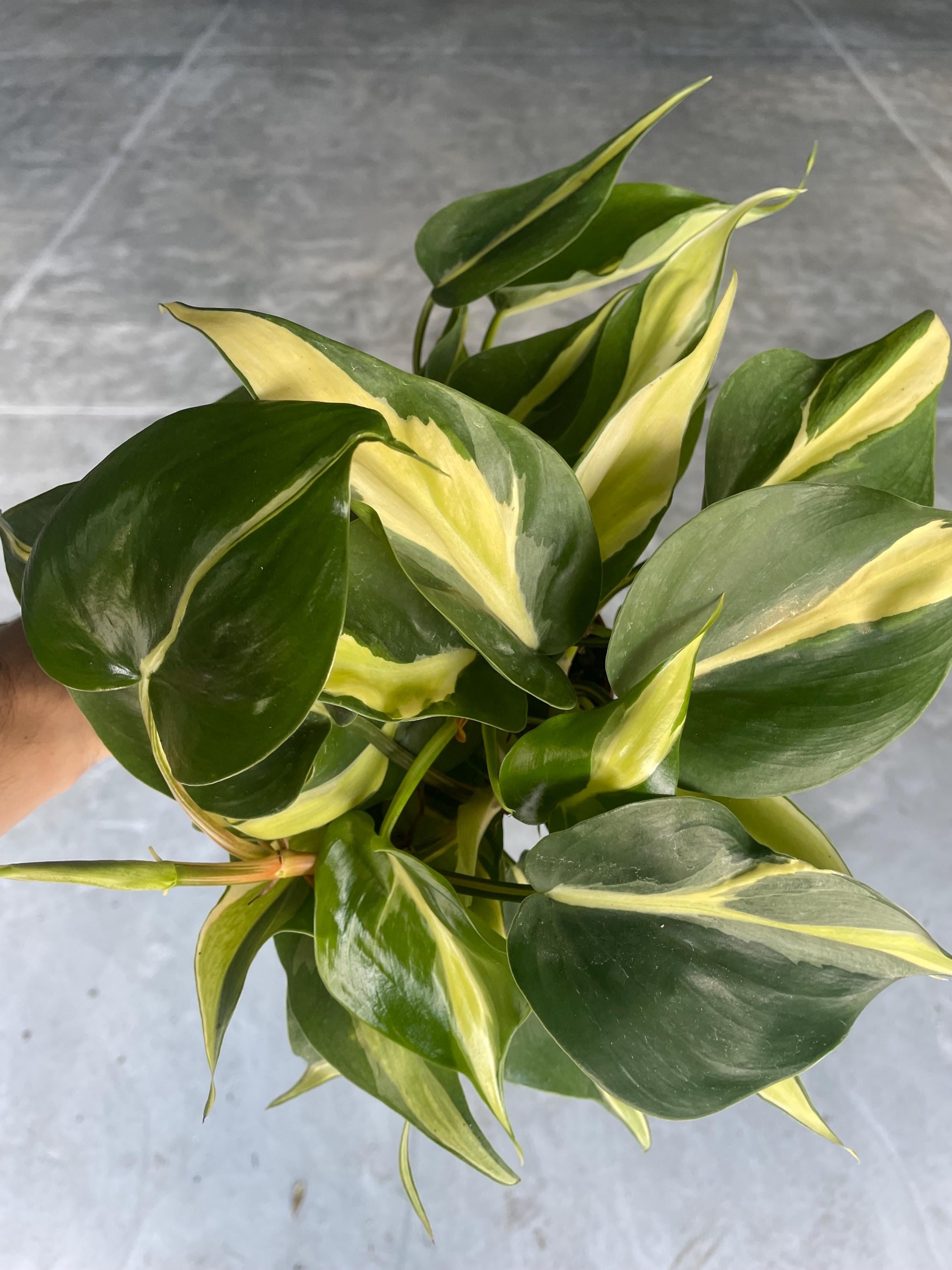 Philodendron Rio vining 4” plant **(ALL plants require you to purchase ANY 2 plants!)**