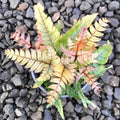 Pteris quadriaurita variegated tricolor fern Rare* 4” multi stem plant **(ALL plants require you to purchase ANY 2 plants!)**