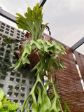 Platycerium Grande staghorn fern starter plant **(ALL plants require you to purchase ANY 2 plants!)**