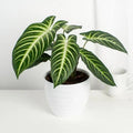 Xanthosoma Magnificum XL plant **(ALL plants require you to purchase ANY 2 plants!)**