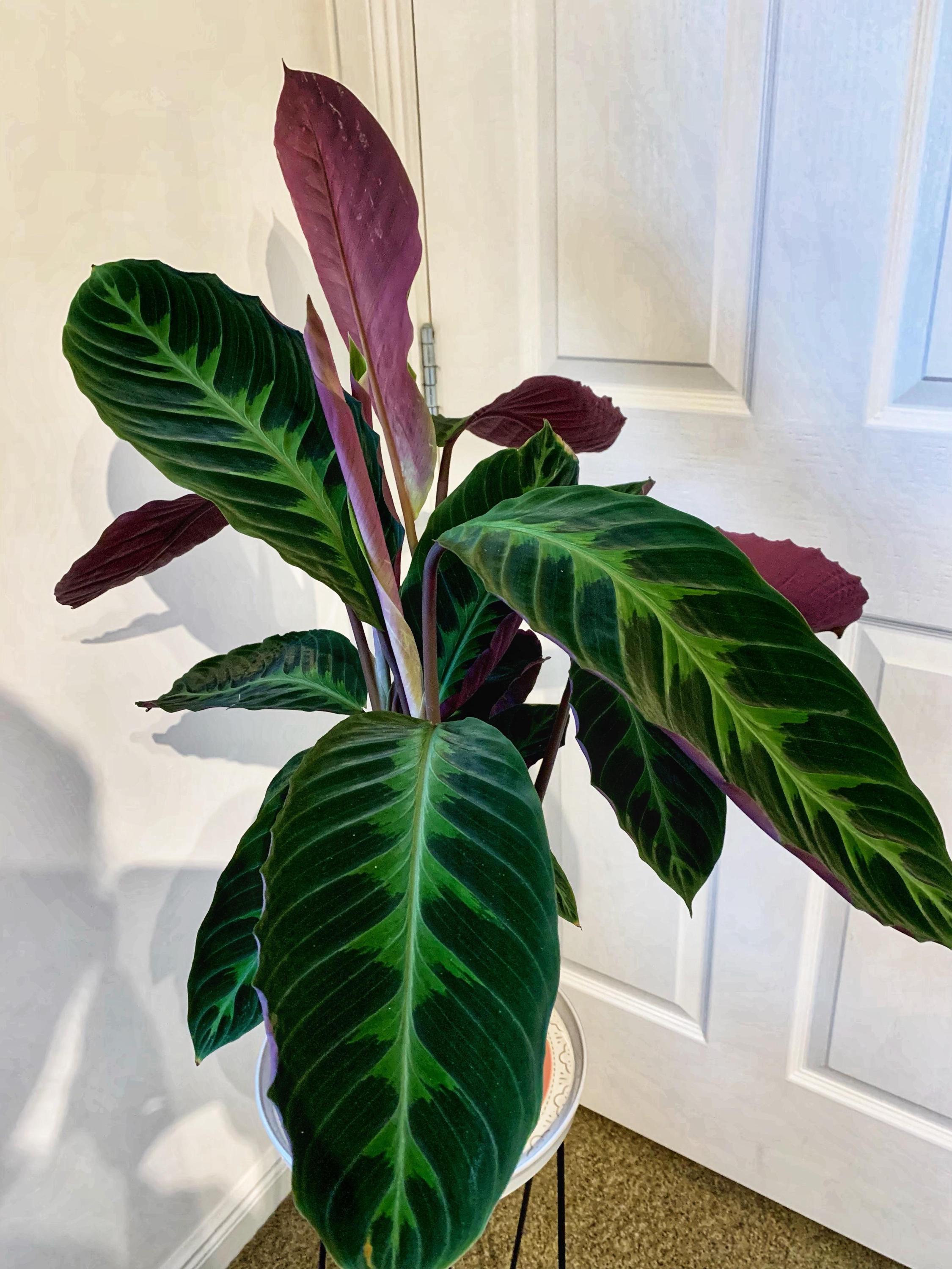 Calathea Tigrina 4” multistem pot **(ALL plants require you to purchase ANY 2 plants!)**