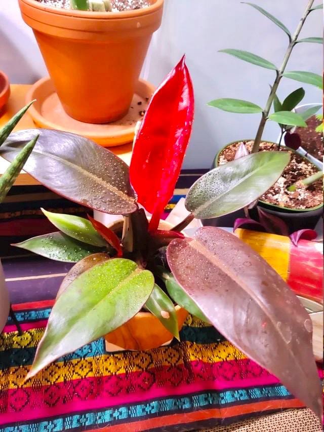 Philodendron Red sun dark form starter plant **(ALL plants require you to purchase ANY 2 plants!)**