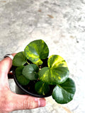 Farfugium Aurea variegated leopard plant rare starter plant **(ALL plants require you to purchase ANY 2 plants!)**