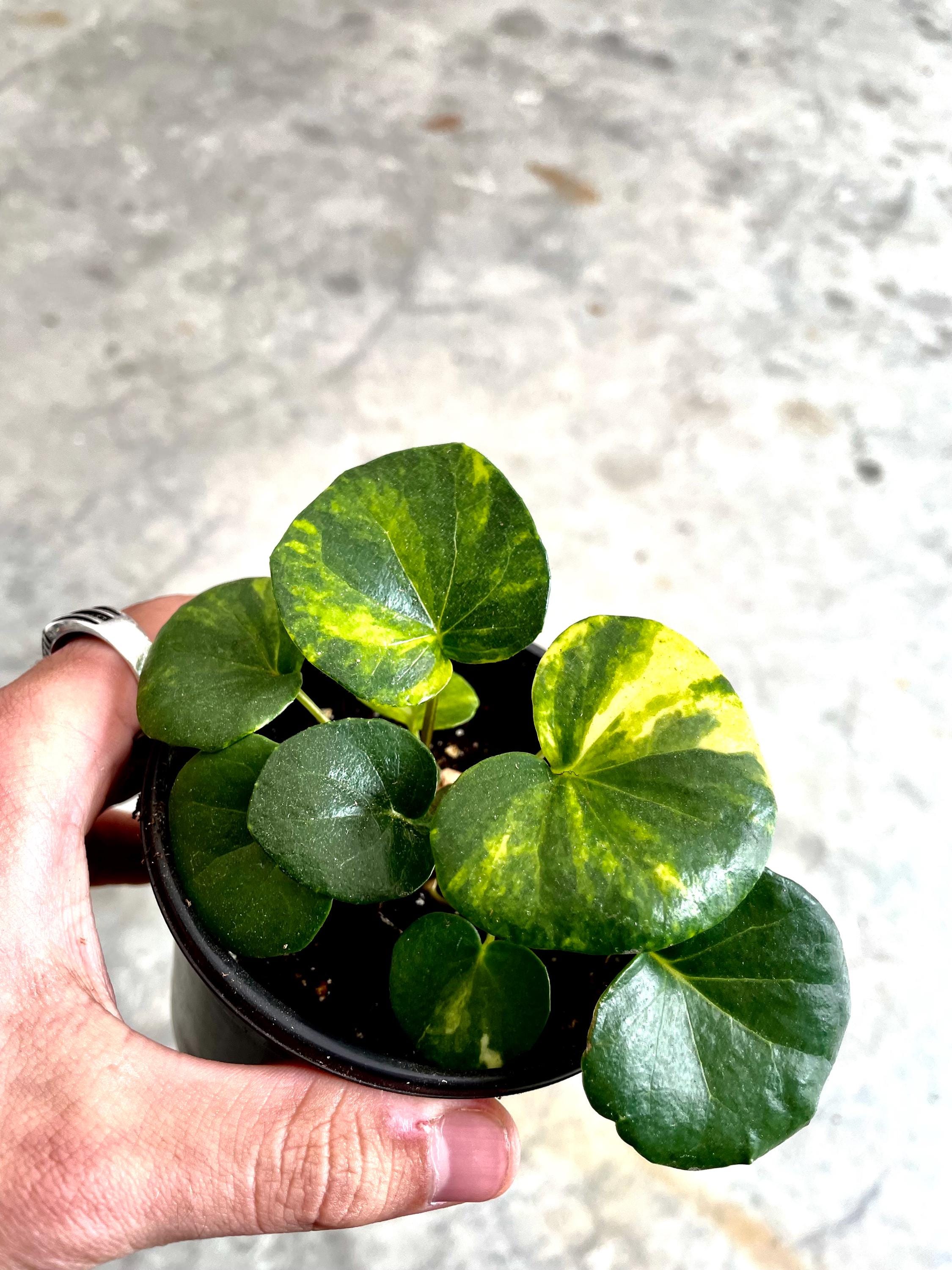 Farfugium Aurea variegated leopard plant rare starter plant **(ALL plants require you to purchase ANY 2 plants!)**