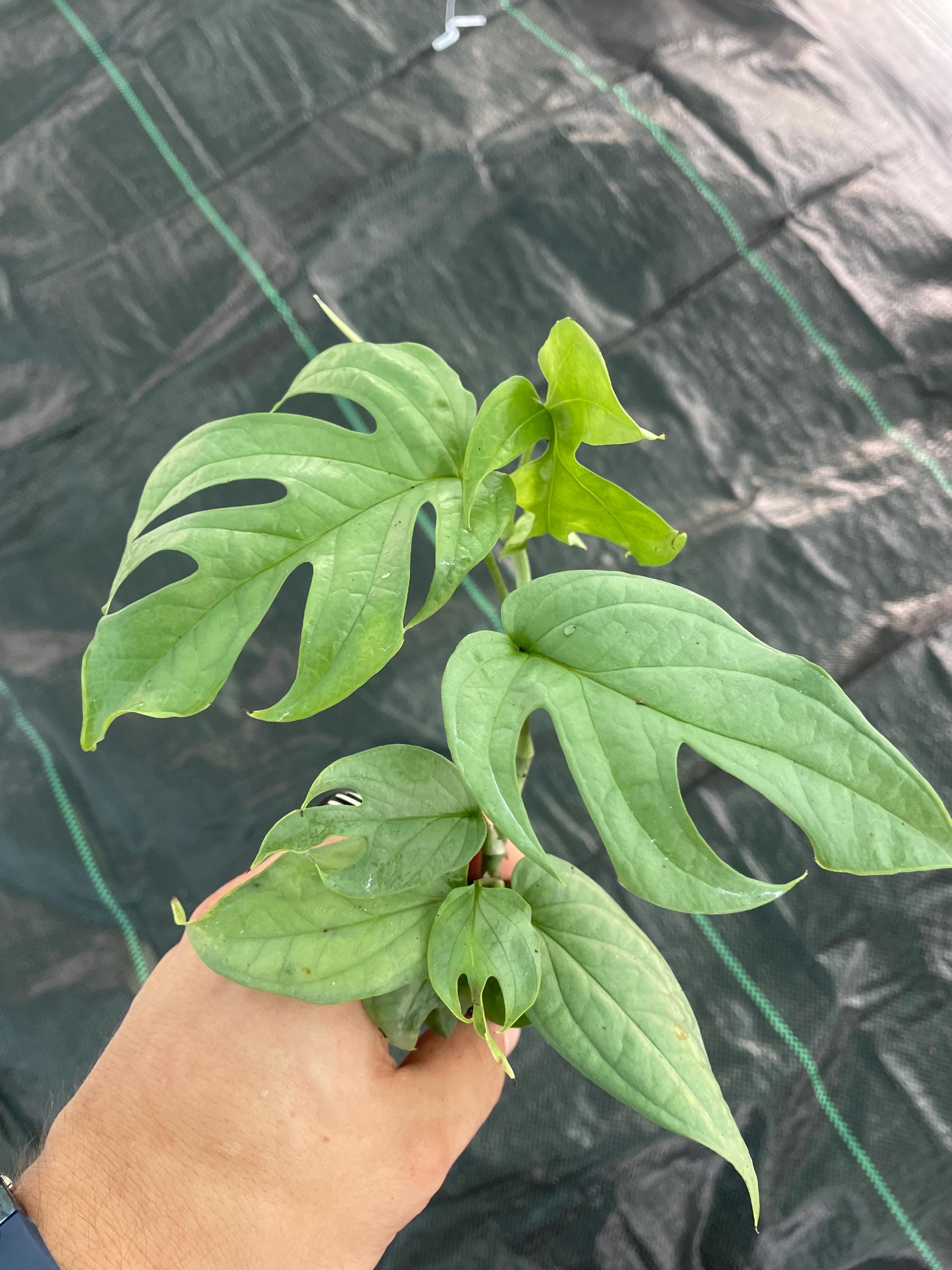 Spiderman monstera amydrium XL fenestrated starter plant **(ALL plants require you to purchase ANY 2 plants!)**