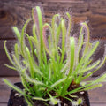 Drosera Capensis alba 2” “octopus plant” starter plant **(ALL plants require you to purchase ANY 2 plants!)**