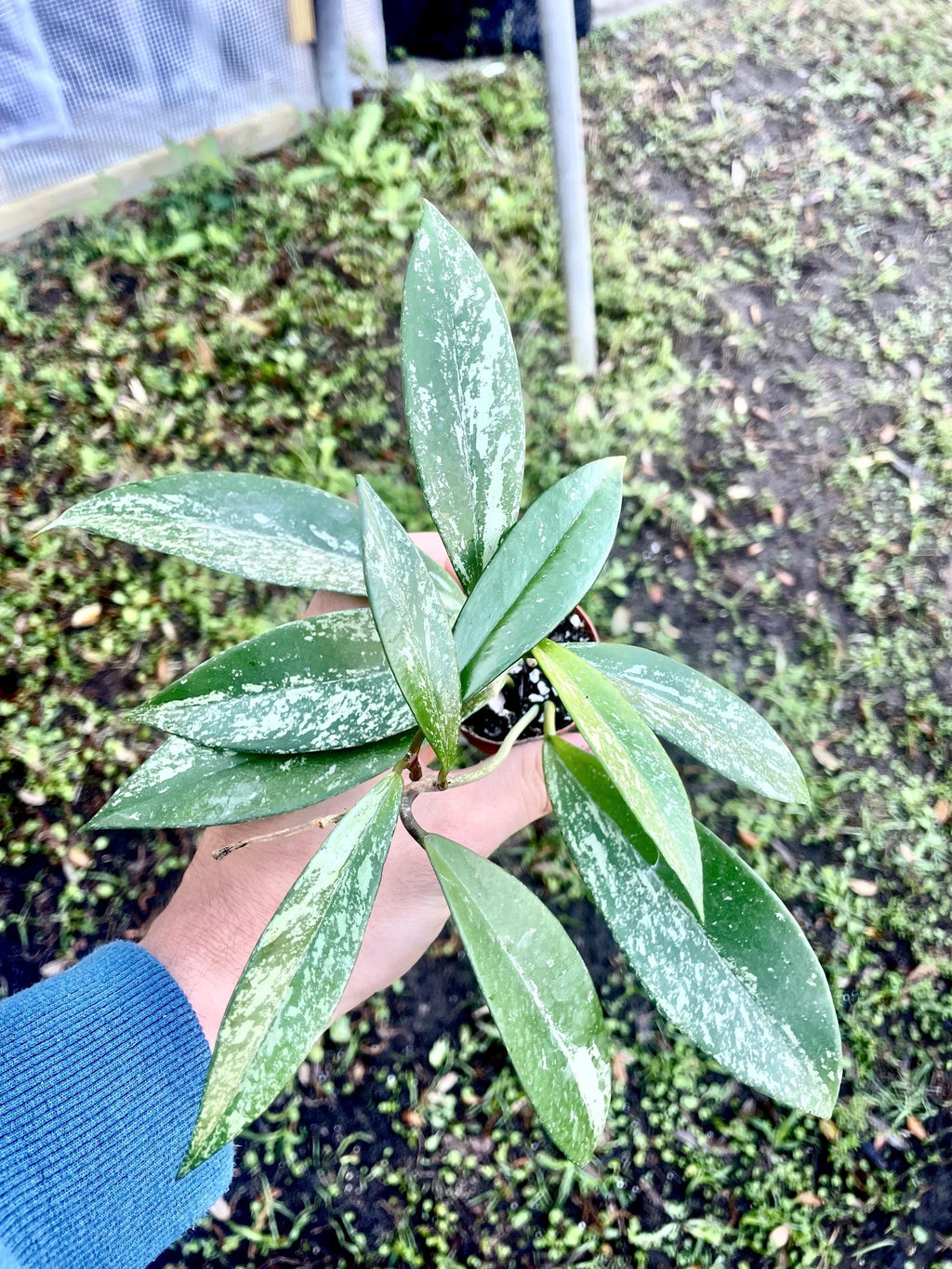 Hoya Rangsan splash 2” Plant (ALL STARTER PLANTS require you to purchase 2 plants!)**