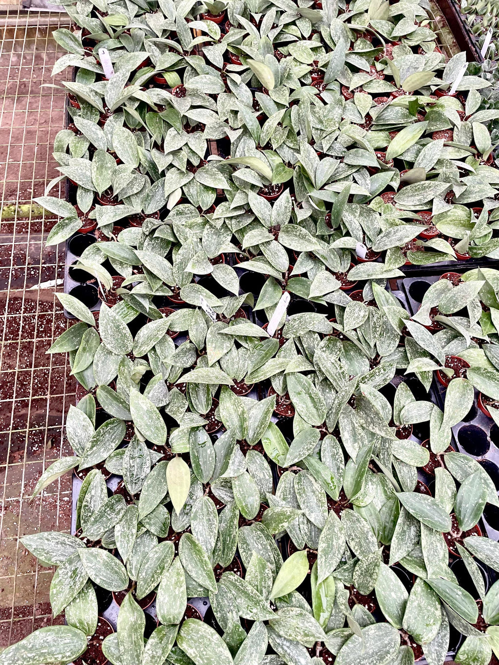 Hoya Rangsan splash 2” Plant (ALL STARTER PLANTS require you to purchase 2 plants!)**