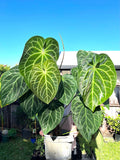 Anthurium Magnificum starter plant **(ALL plants require you to purchase ANY 2 plants!)**