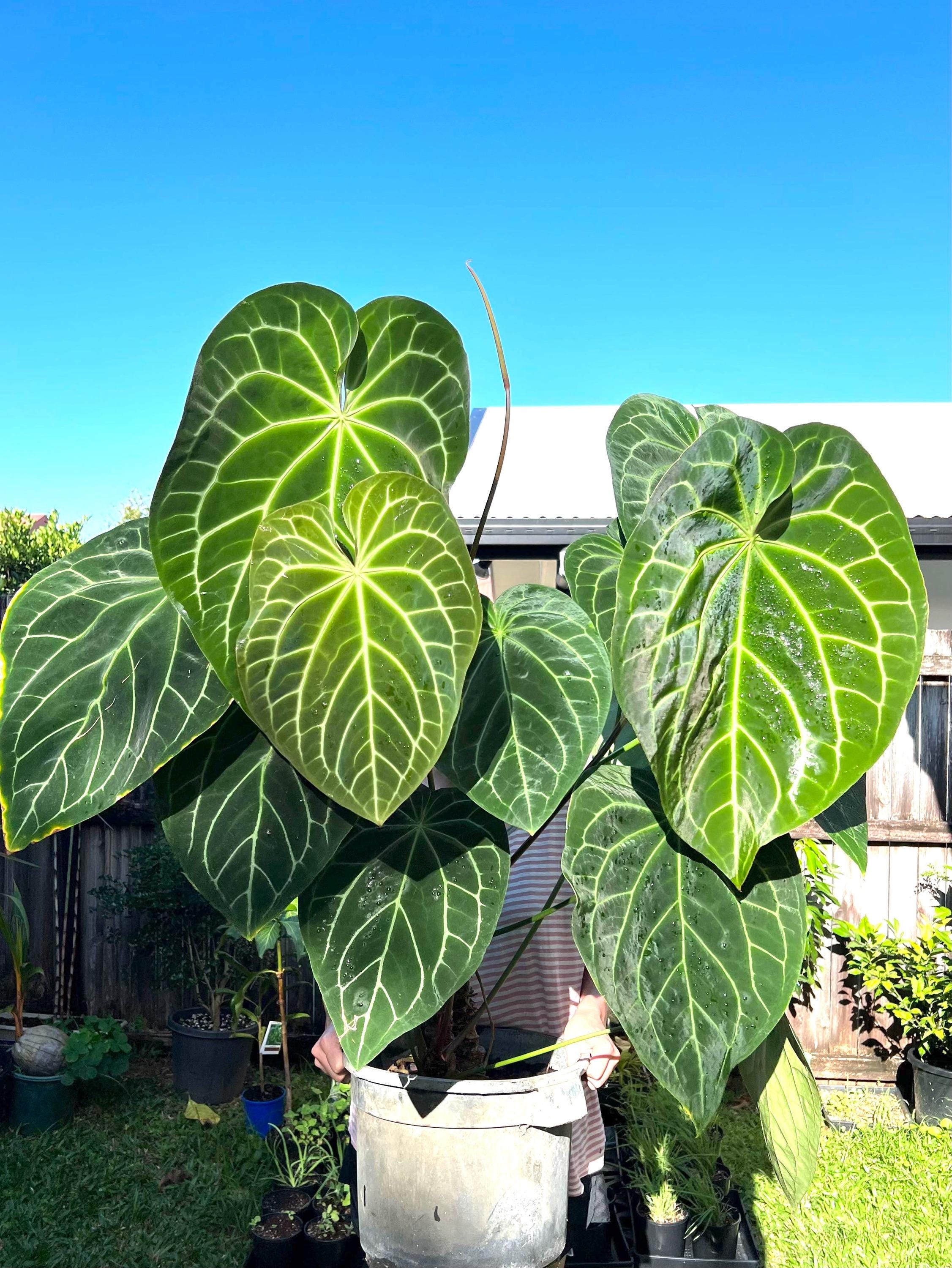 Anthurium Magnificum starter plant **(ALL plants require you to purchase ANY 2 plants!)**