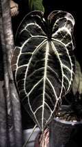 Anthurium Crystallinum Black form 4” plant **(ALL plants require you to purchase ANY 2 plants!)**