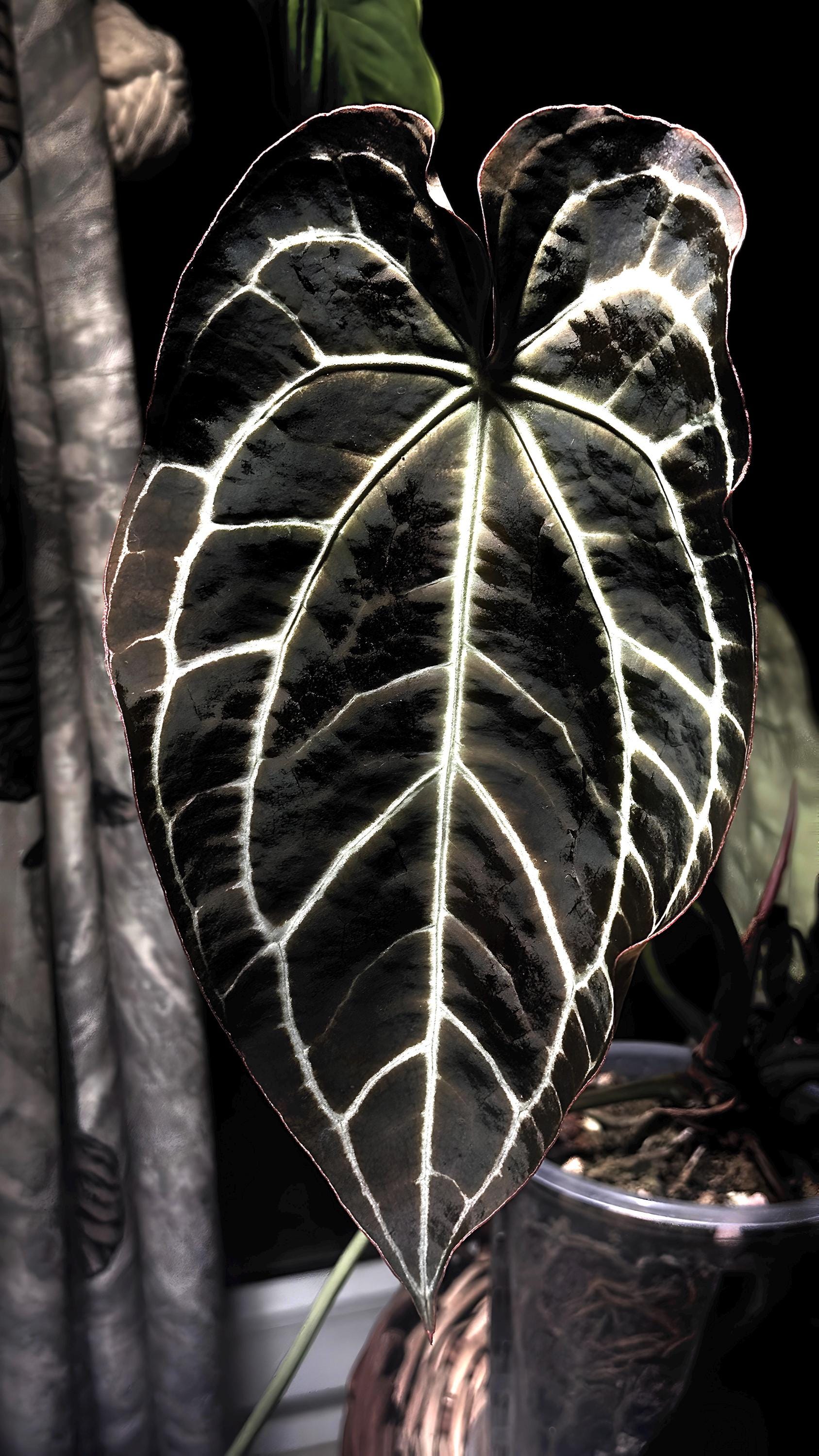 Anthurium Crystallinum Black form 4” plant **(ALL plants require you to purchase ANY 2 plants!)**