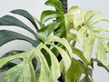 Monstera Deliciosa Mint 4” potted plant **(ALL plants require you to purchase ANY 2 plants!)**