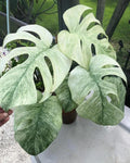 Monstera Borsigiana Mint 2” plant **(ALL plants require you to purchase ANY 2 plants!)**