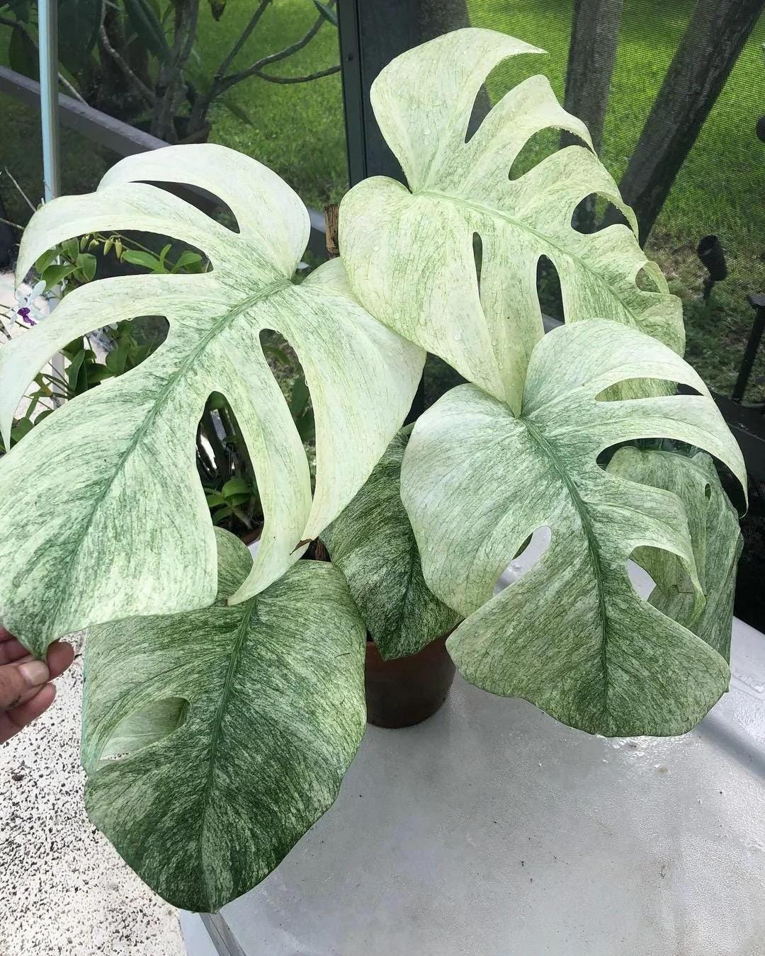 Monstera Borsigiana Mint 2” plant **(ALL plants require you to purchase ANY 2 plants!)**