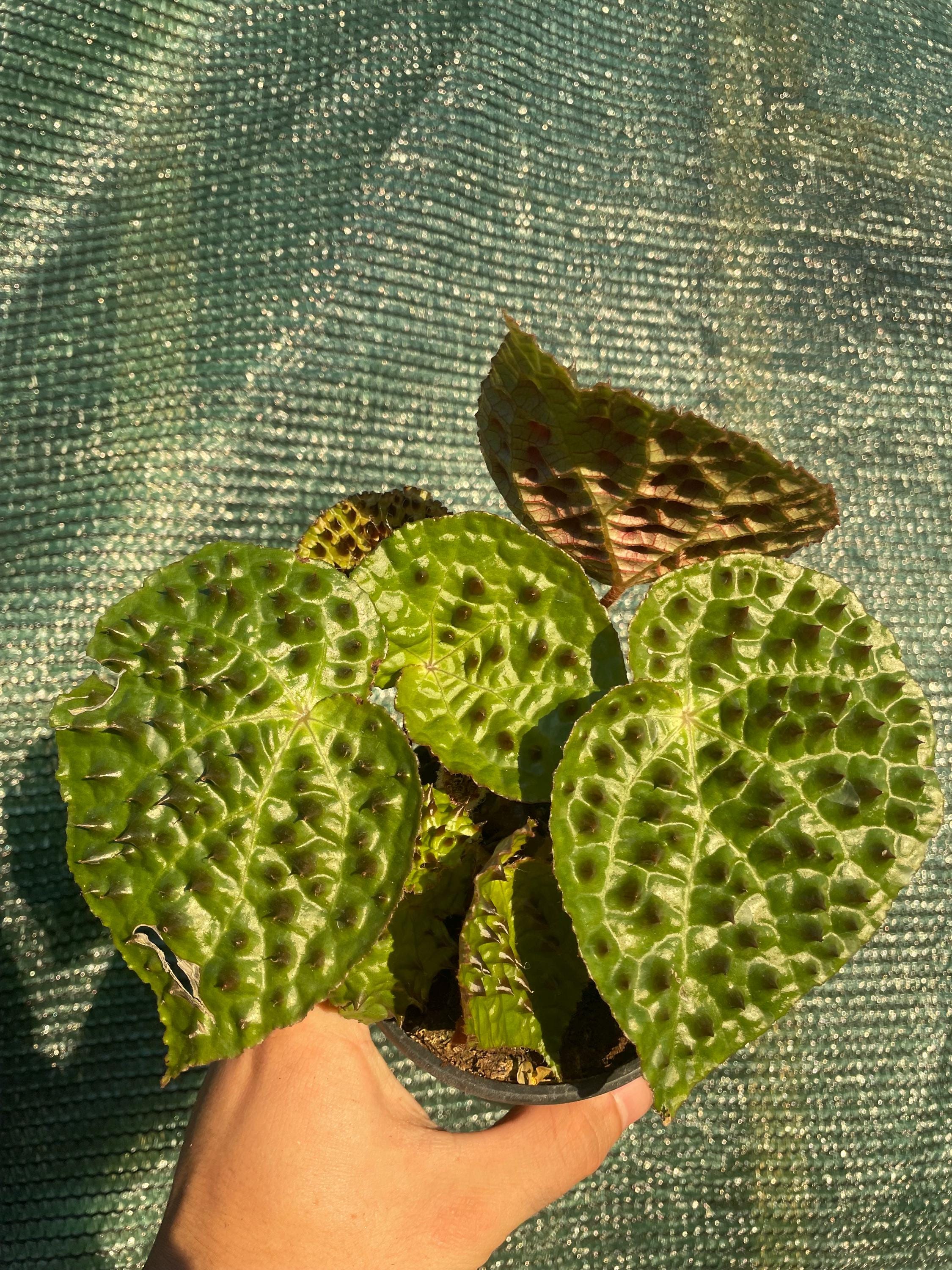 Begonia Rex Ferox “spiked angel wing” 4” potted plant **(ALL plants require you to purchase ANY 2 plants!)**