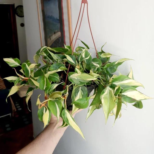 Philodendron Rio vining starter plant **(ALL plants require you to purchase ANY 2 plants!)**