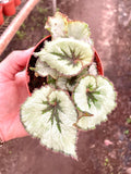 Begonia Rex Java escargot starter plant **(ALL plants require you to purchase ANY 2 plants!)**